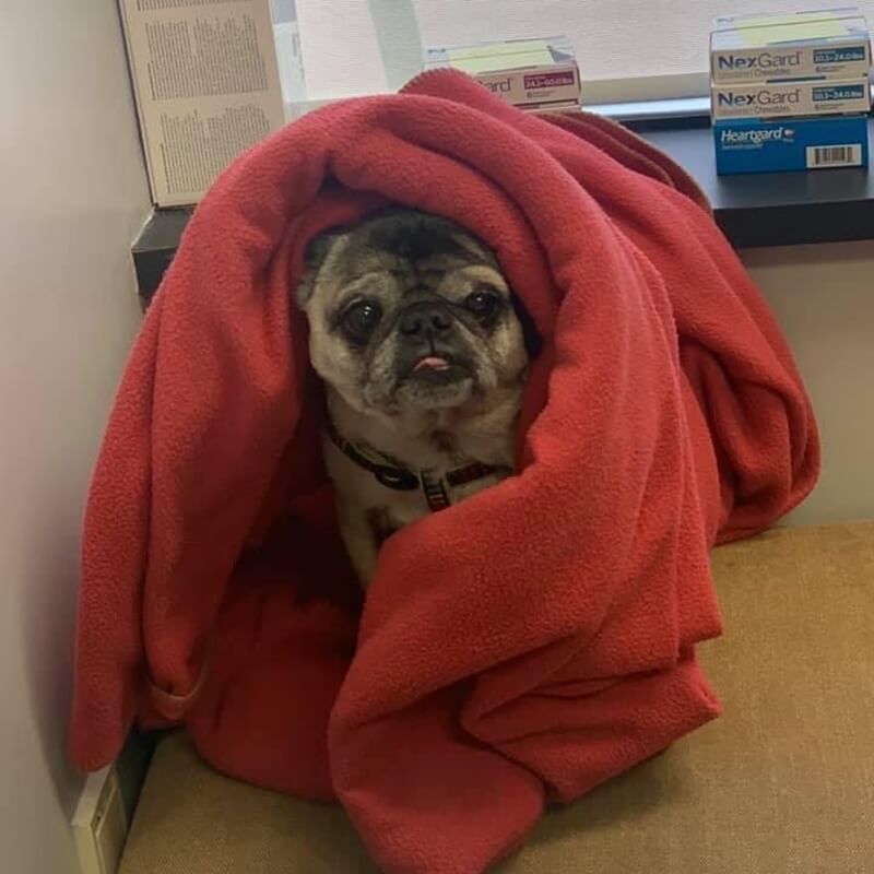 dog ready for exam at the animal hospital
